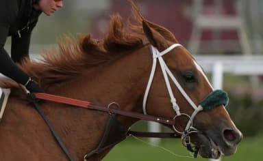 Horses racing during the Kentucky Derby